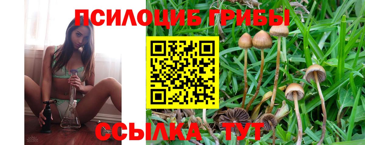 Галлюциногенные грибы Psilocybe Юрга